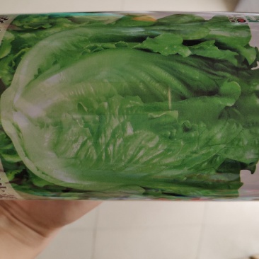 生菜种子意大全年耐抽苔生菜种子