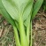 精品小颗油菜