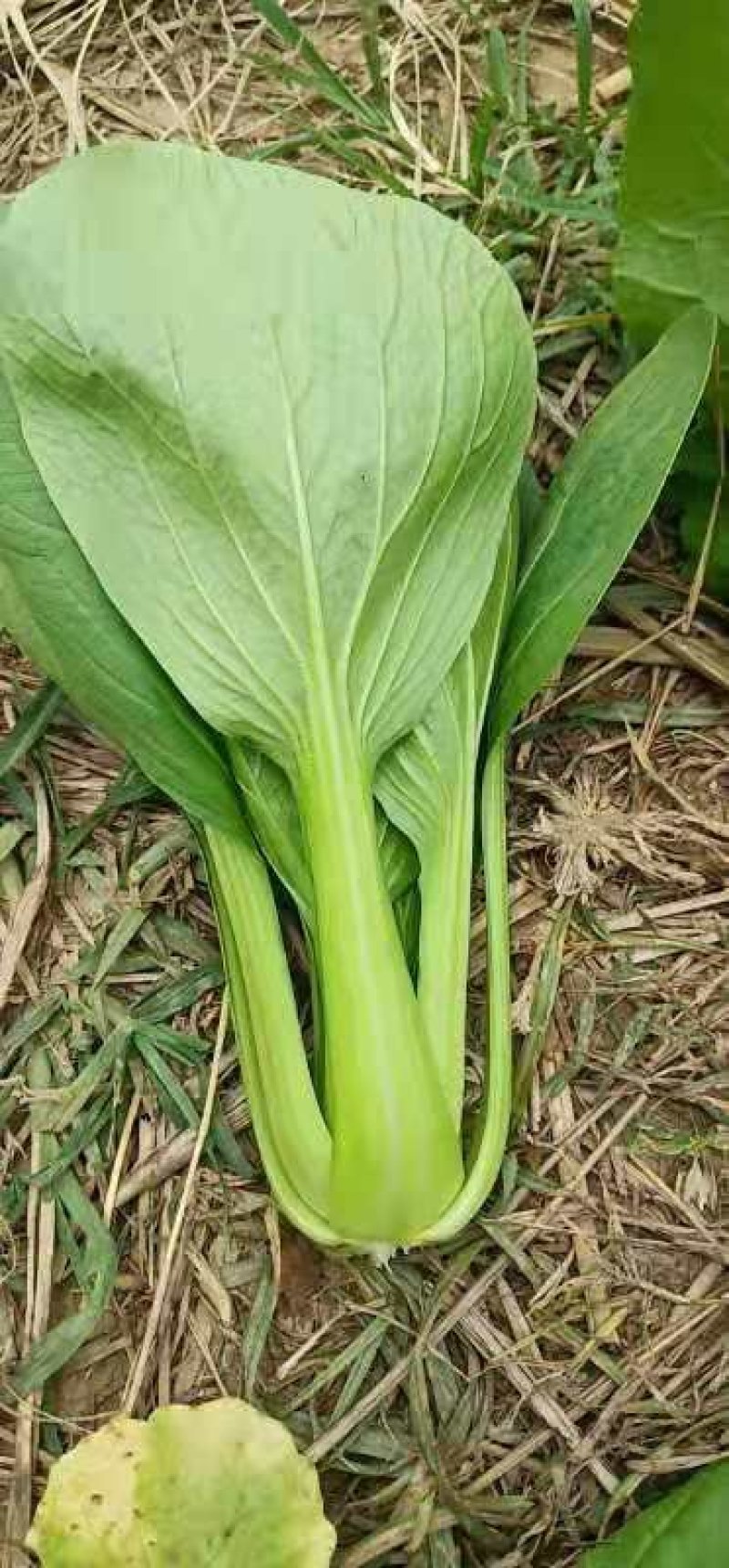 精品小颗油菜