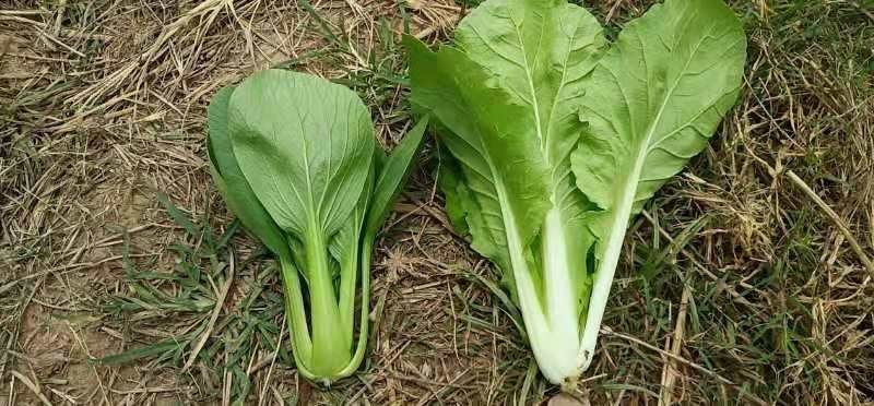 精品小颗油菜