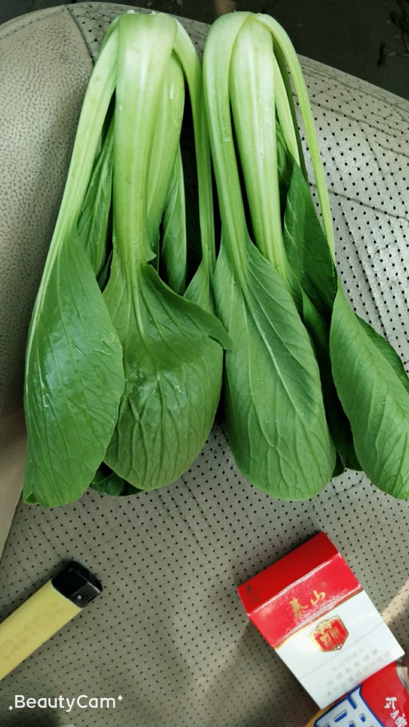 精品小颗油菜