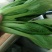精品小颗油菜