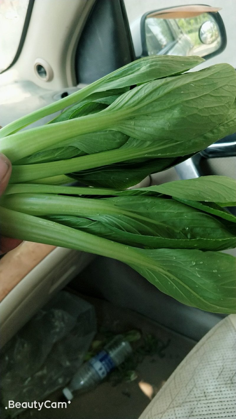精品小颗油菜
