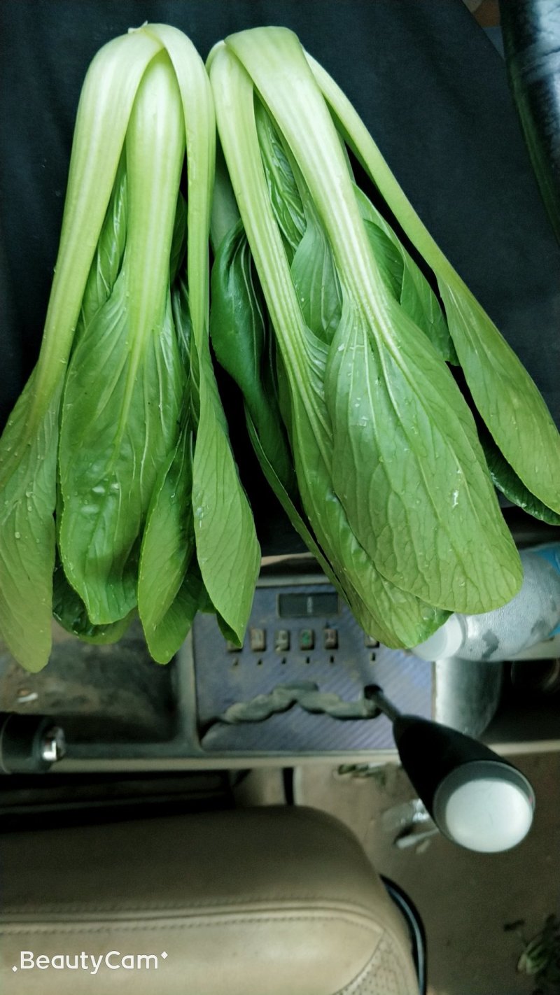 精品小颗油菜