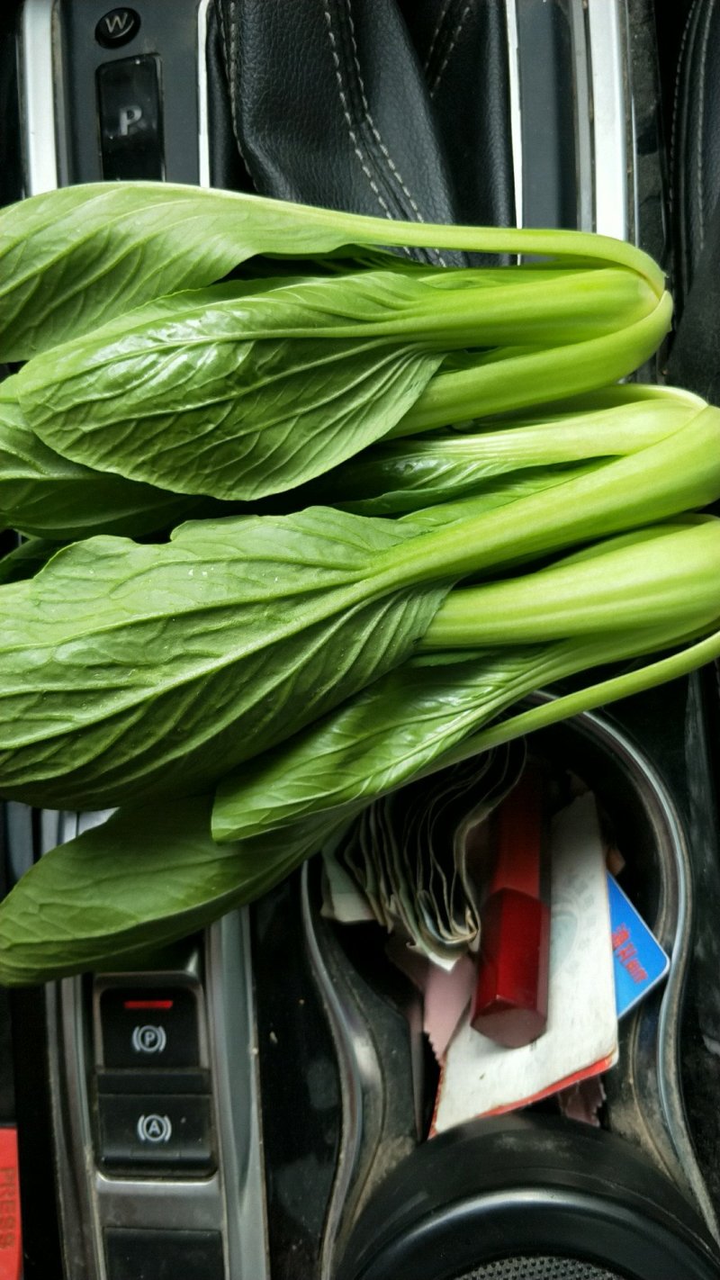 精品小颗油菜