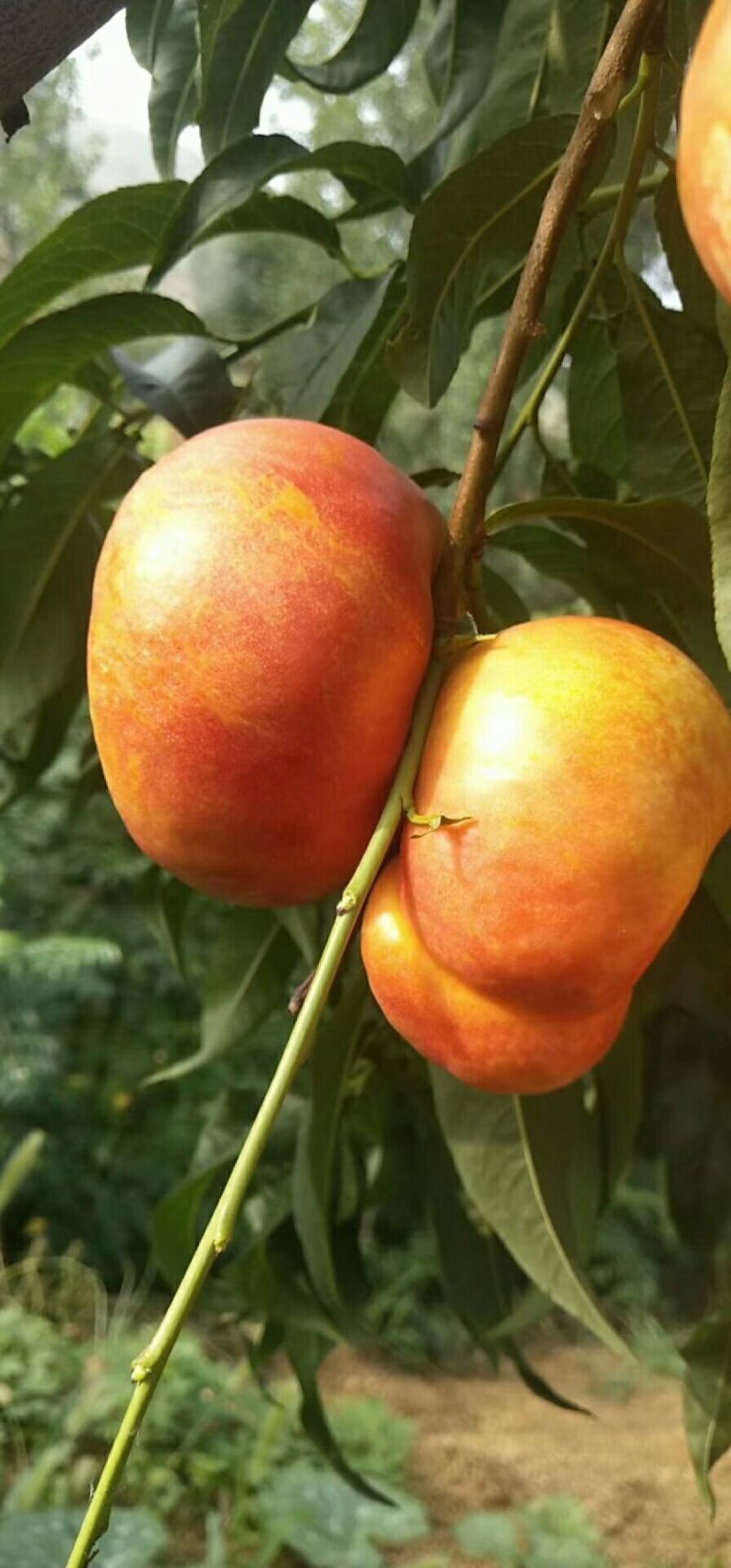 风味天后油蟠桃树苗，8月底成熟的油蟠桃树苗品种，桃树苗