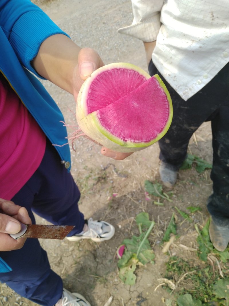 心里美，满堂红