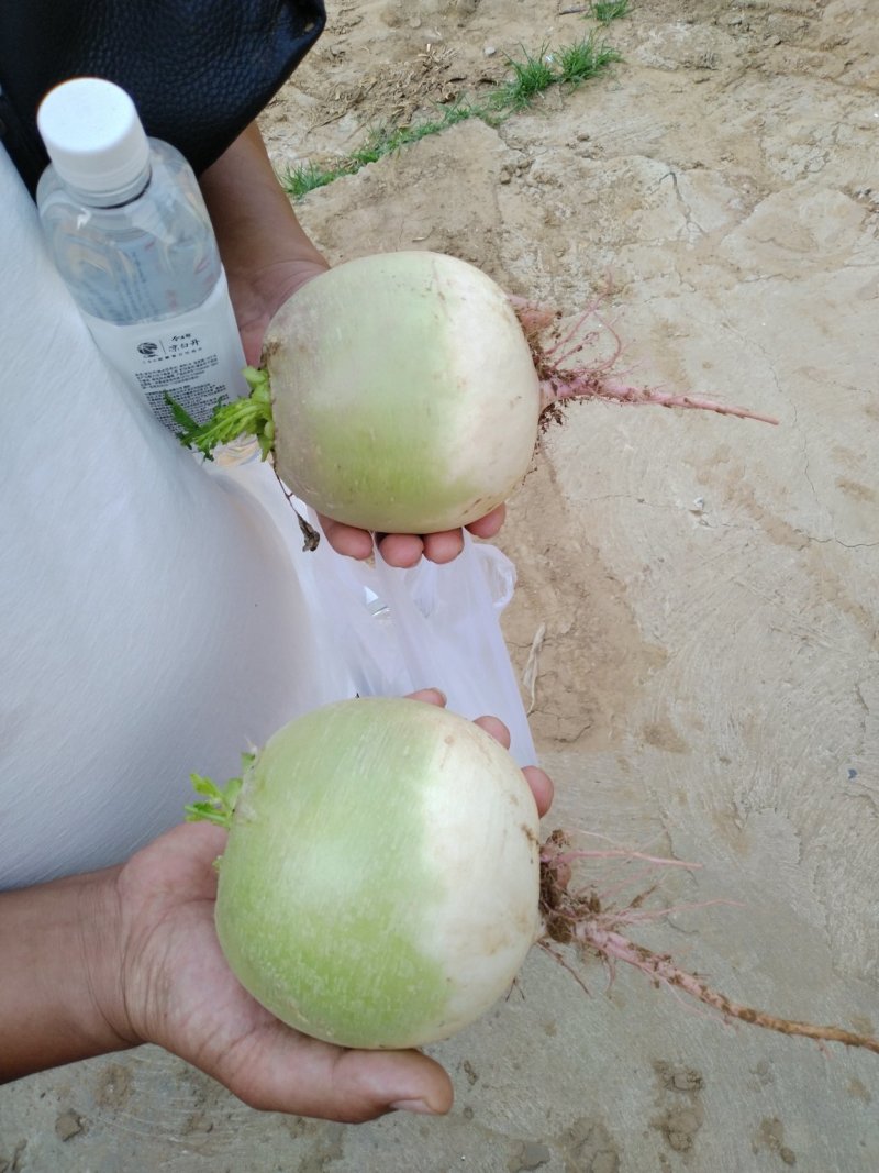 心里美，满堂红