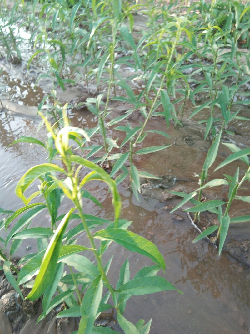 风味皇后桃树苗，油蟠桃7月份成熟的桃树品种，油蟠桃树苗