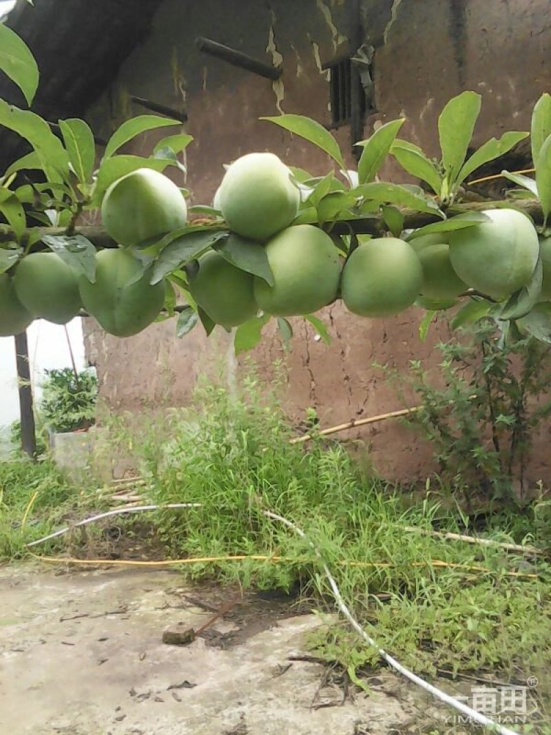 李子，椎李，贵州遵义市椎李，果形大，纯甜不酸，口感好。