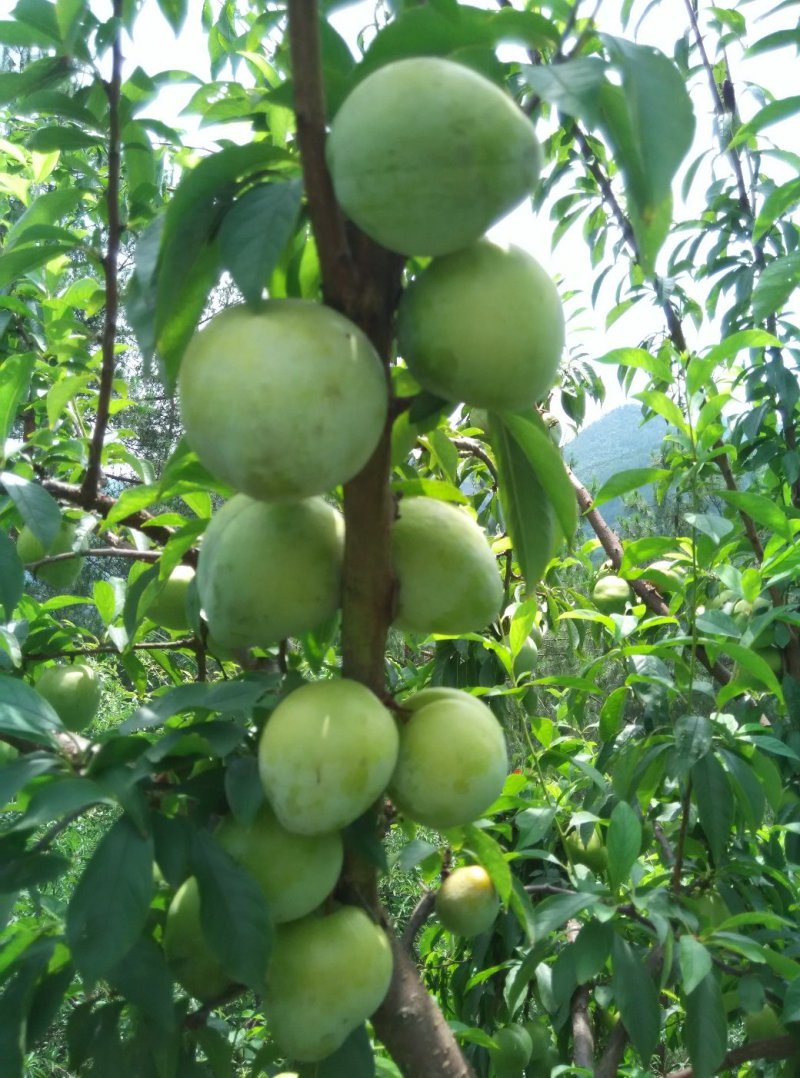 李子，椎李，贵州遵义市椎李，果形大，纯甜不酸，口感好。