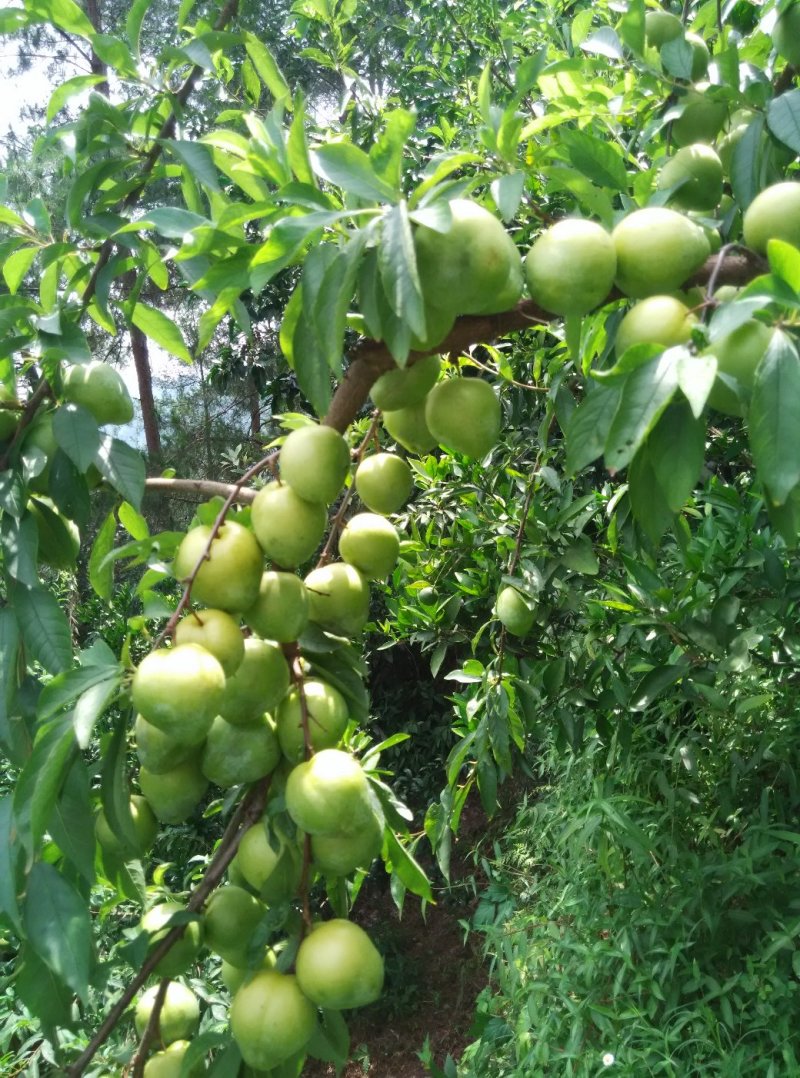 李子，椎李，贵州遵义市椎李，果形大，纯甜不酸，口感好。