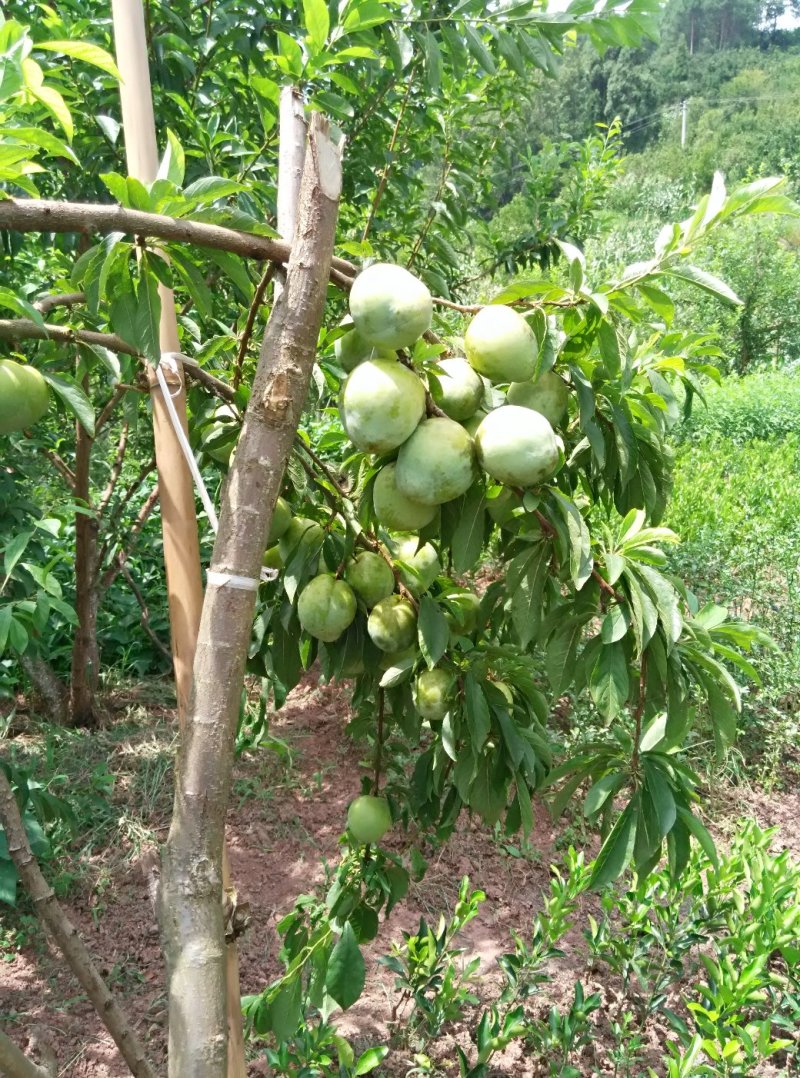 李子，椎李，贵州遵义市椎李，果形大，纯甜不酸，口感好。