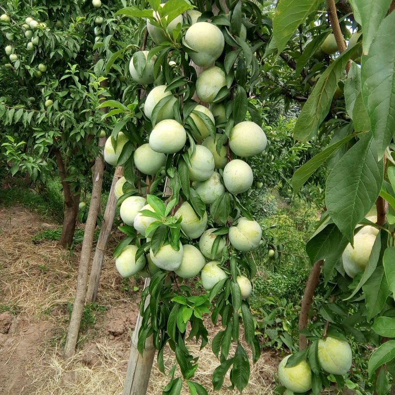 李子，椎李，贵州遵义市椎李，果形大，纯甜不酸，口感好。