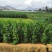 有好货：易门40亩水田出租，交通便利，水源保证，地势平缓