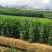 有好货：易门40亩水田出租，交通便利，水源保证，地势平缓