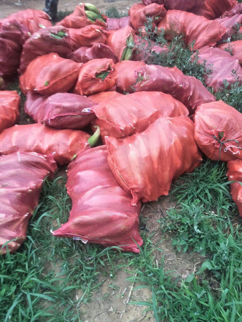 万糯2000.金克糯2000以大量上市口感好棒大，做苞米