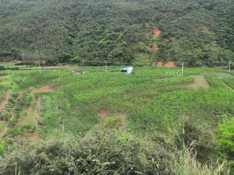 有好货：易门80余亩桃园出租，水电路齐全，有房子