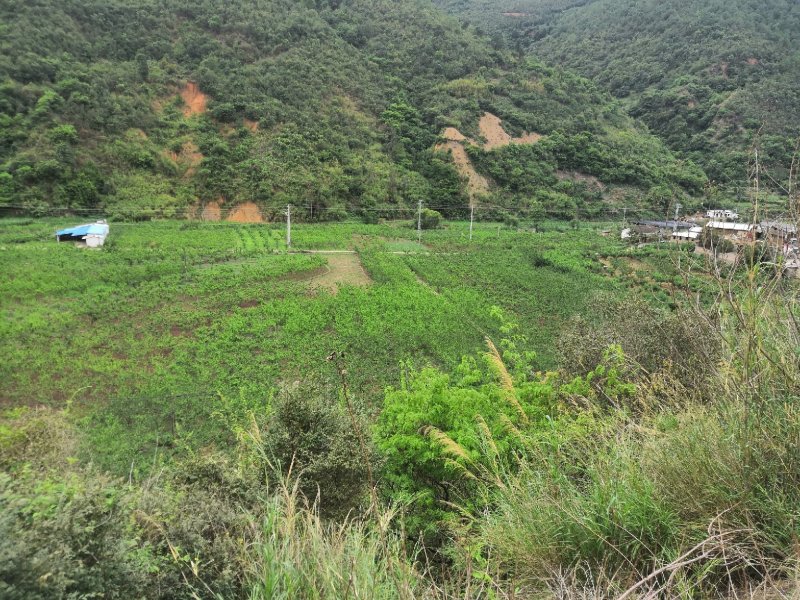 有好货：易门80余亩桃园出租，水电路齐全，有房子