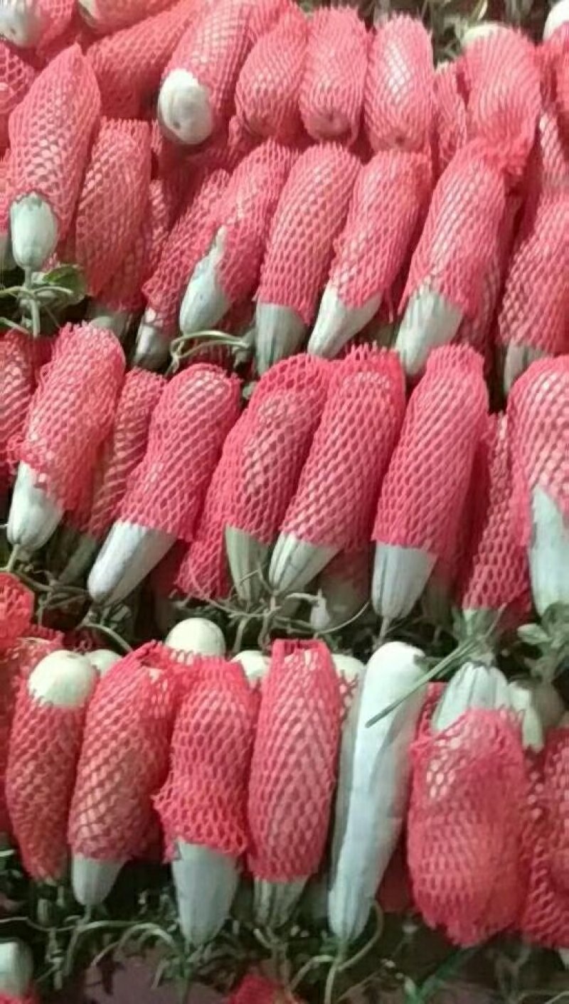 羊角蜜，博洋九，博洋61等系列洋香瓜，是我们王婆香瓜主打