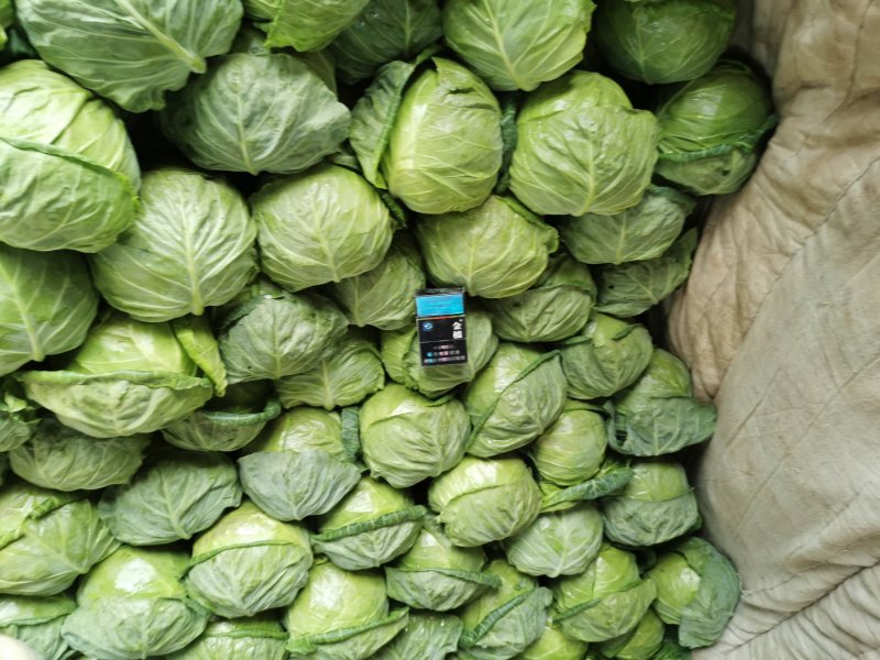 精品甘蓝甘肃圆包菜大量上市中，质量保证，诚信经营