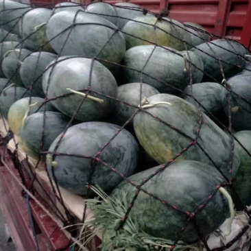 黑美人精品货源欢迎欢迎选购量大从优