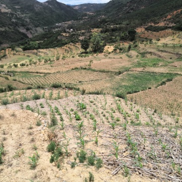 有好货：易门100余亩水浇地出租，交通便利，有抽水站
