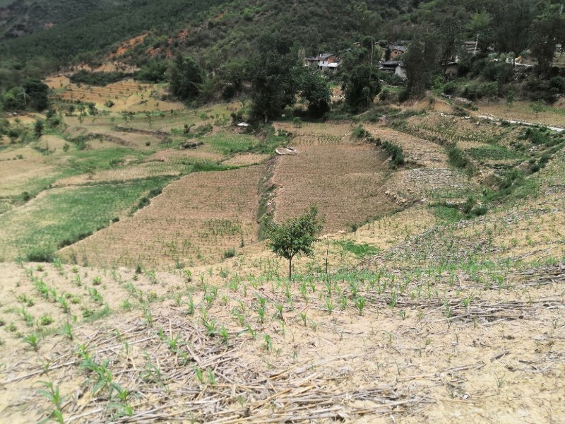 有好货：易门100余亩水浇地出租，交通便利，有抽水站