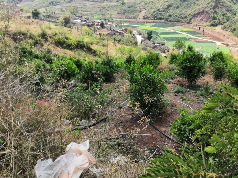 有好货：易门560亩橘子基地转让，水电路齐全