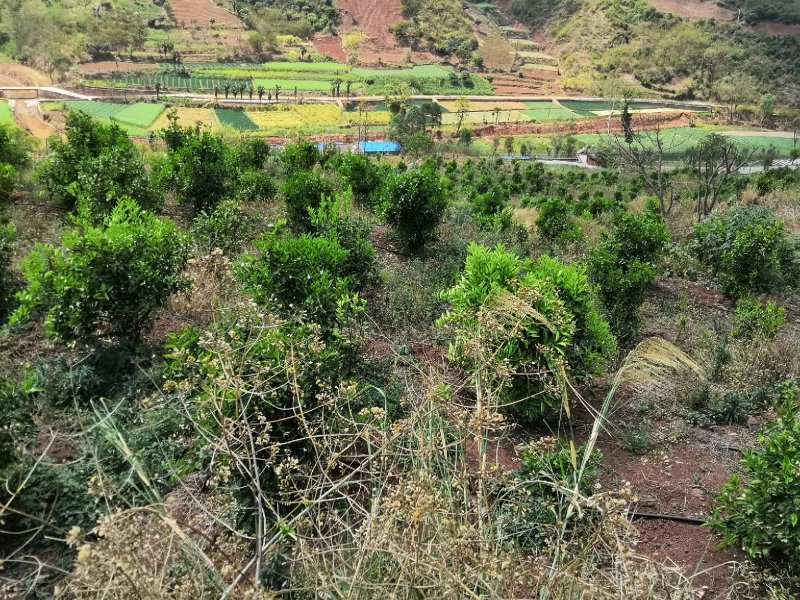 有好货：易门560亩橘子基地转让，水电路齐全