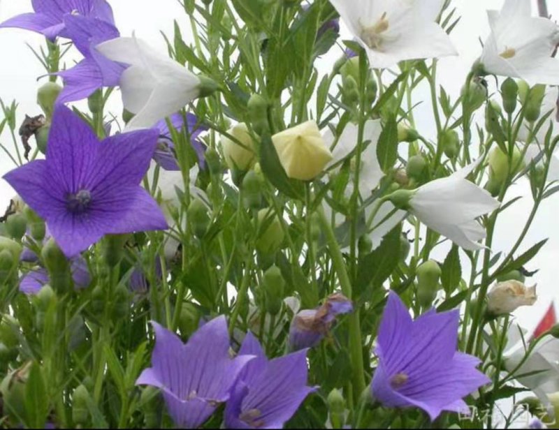 桔梗种子药用花卉观赏两用花卉品种秋季播种