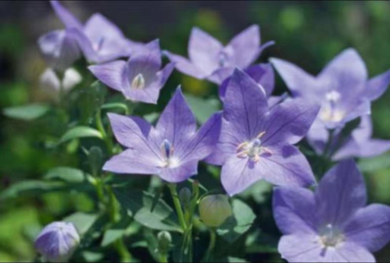 桔梗种子药用花卉观赏两用花卉品种秋季播种