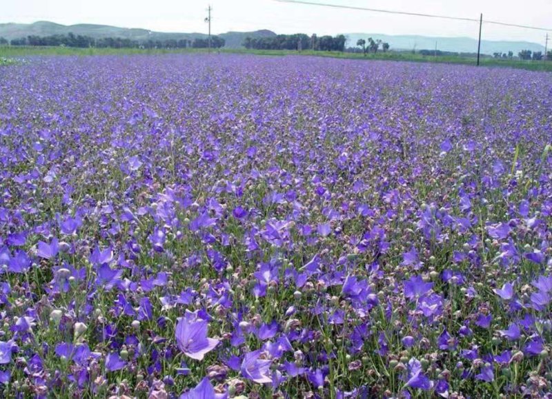 桔梗种子药用花卉观赏两用花卉品种秋季播种