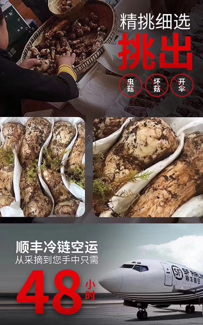 新鲜松茸，舌尖上的中国