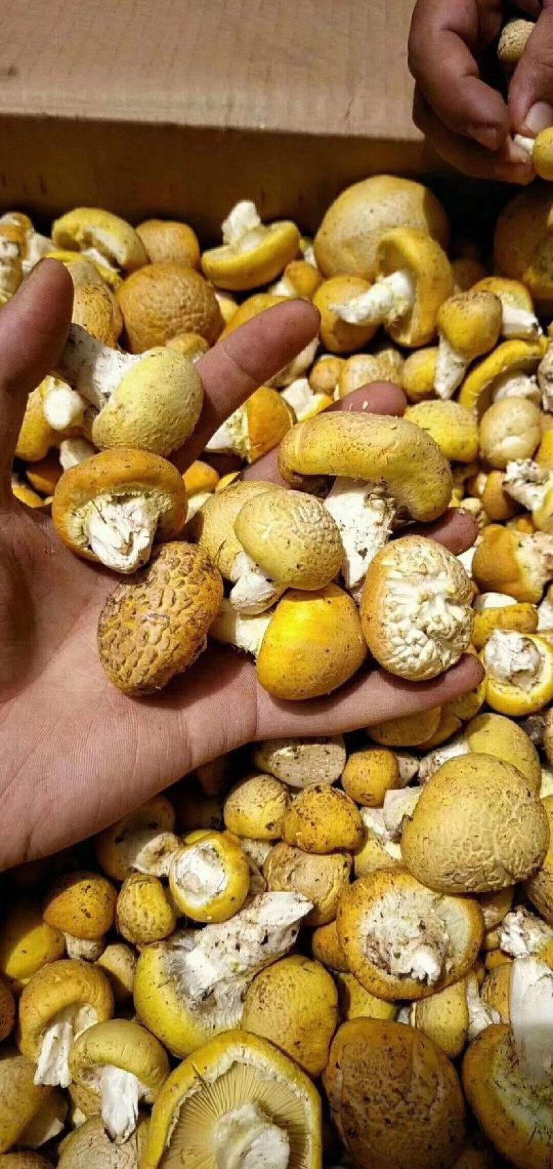 新鲜皇帝菇