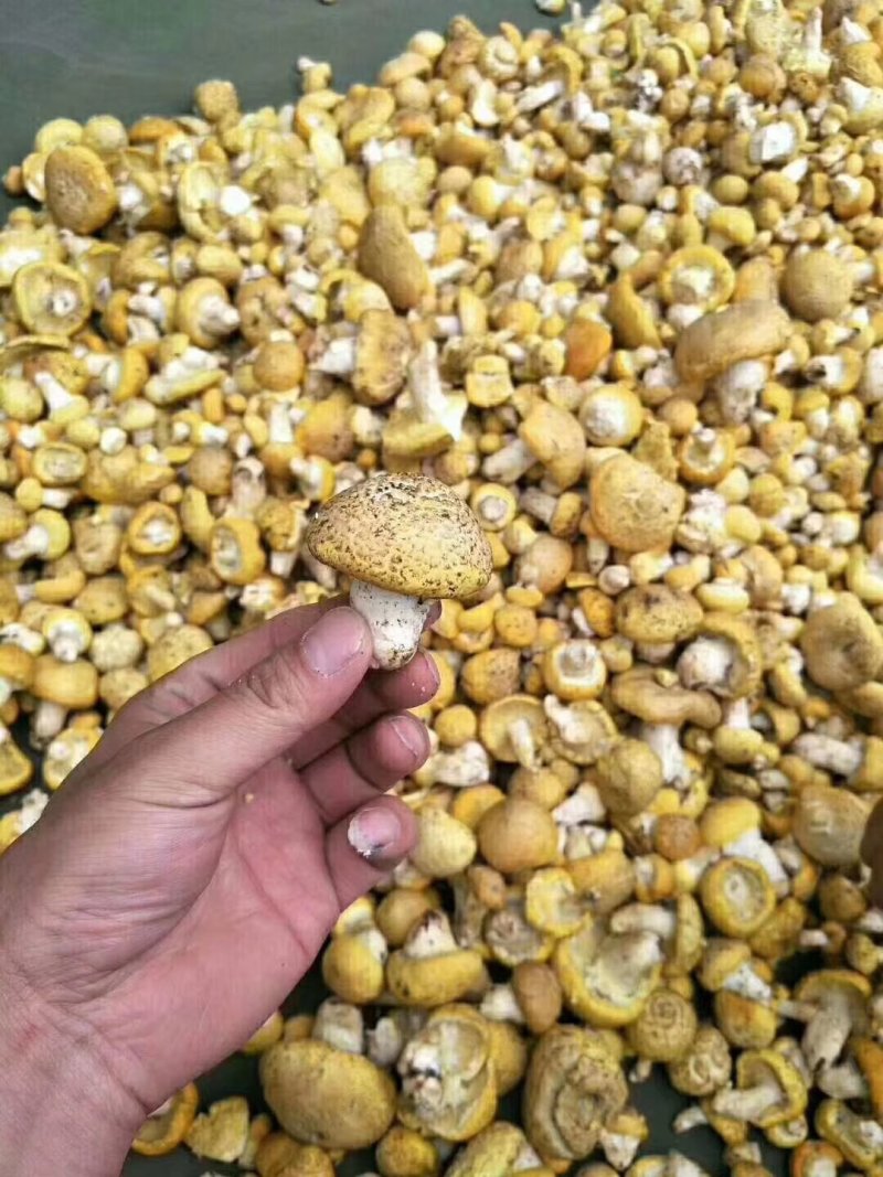 新鲜皇帝菇