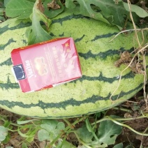 西瓜🍉熟了。