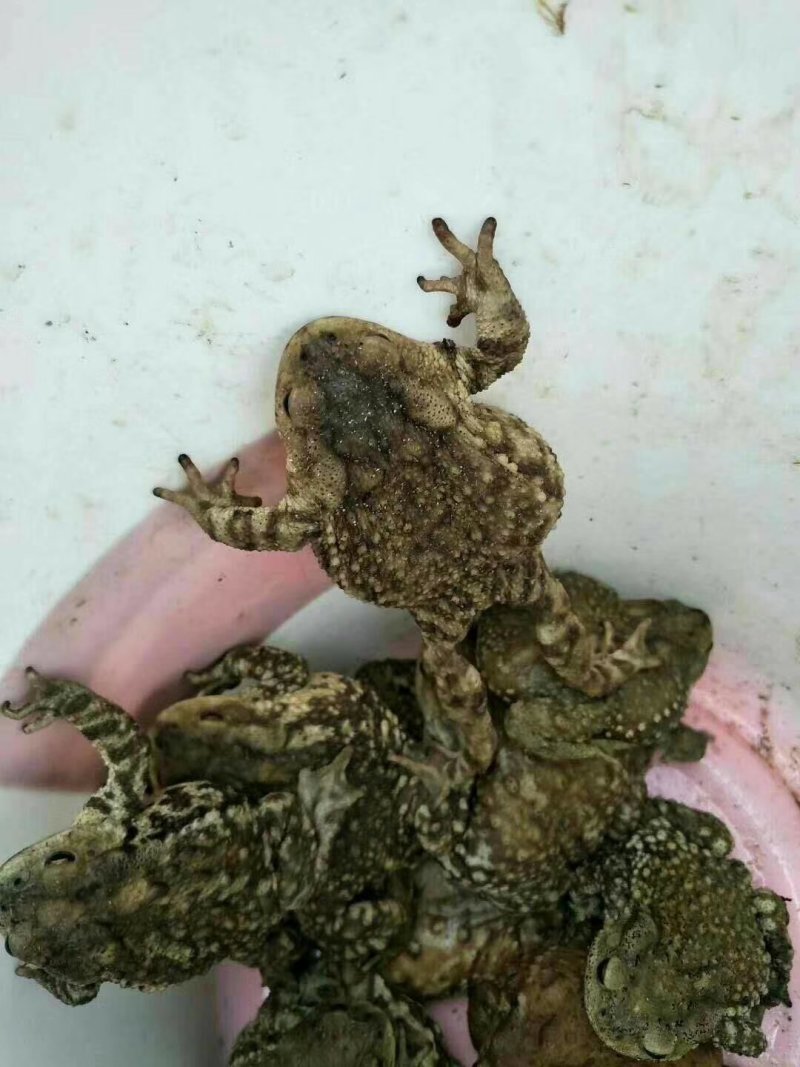 蟾蜍脱皮脱衣器，脱衣完整对蟾蜍无伤害，，