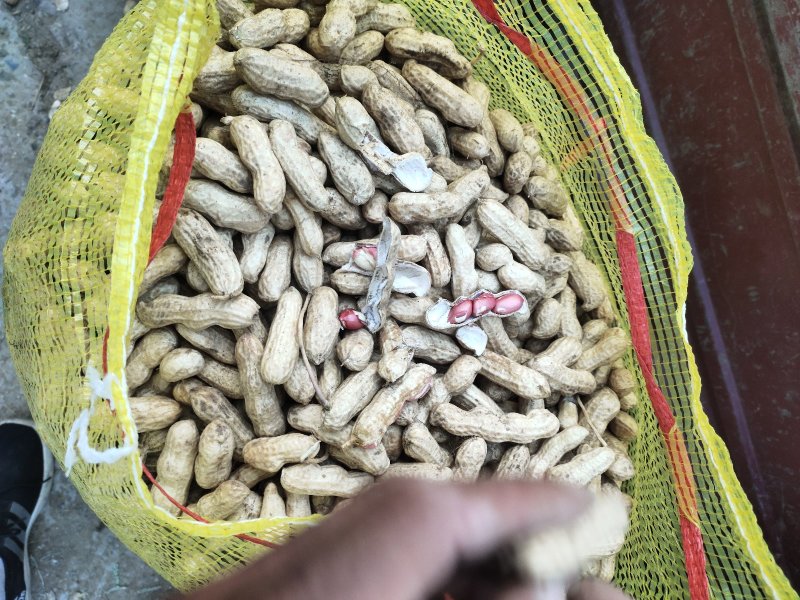 精品鲜花生，四粒红湿花生，籽粒饱满，直供，超市，市场电商