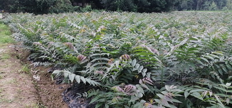 四季香椿高海拔，低平原，全地形栽培，当年栽培当年采收