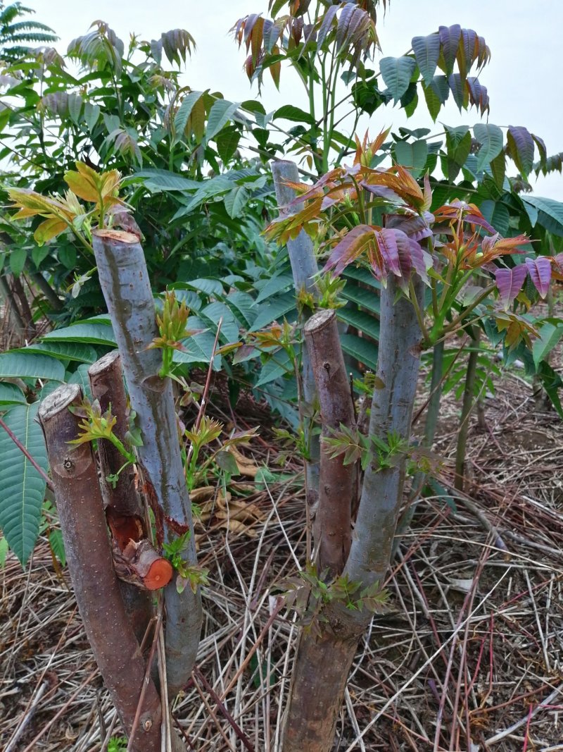 四季香椿高海拔，低平原，全地形栽培，当年栽培当年采收