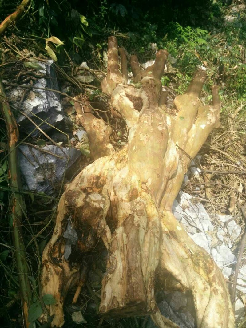 紫薇装桩，天然形状。