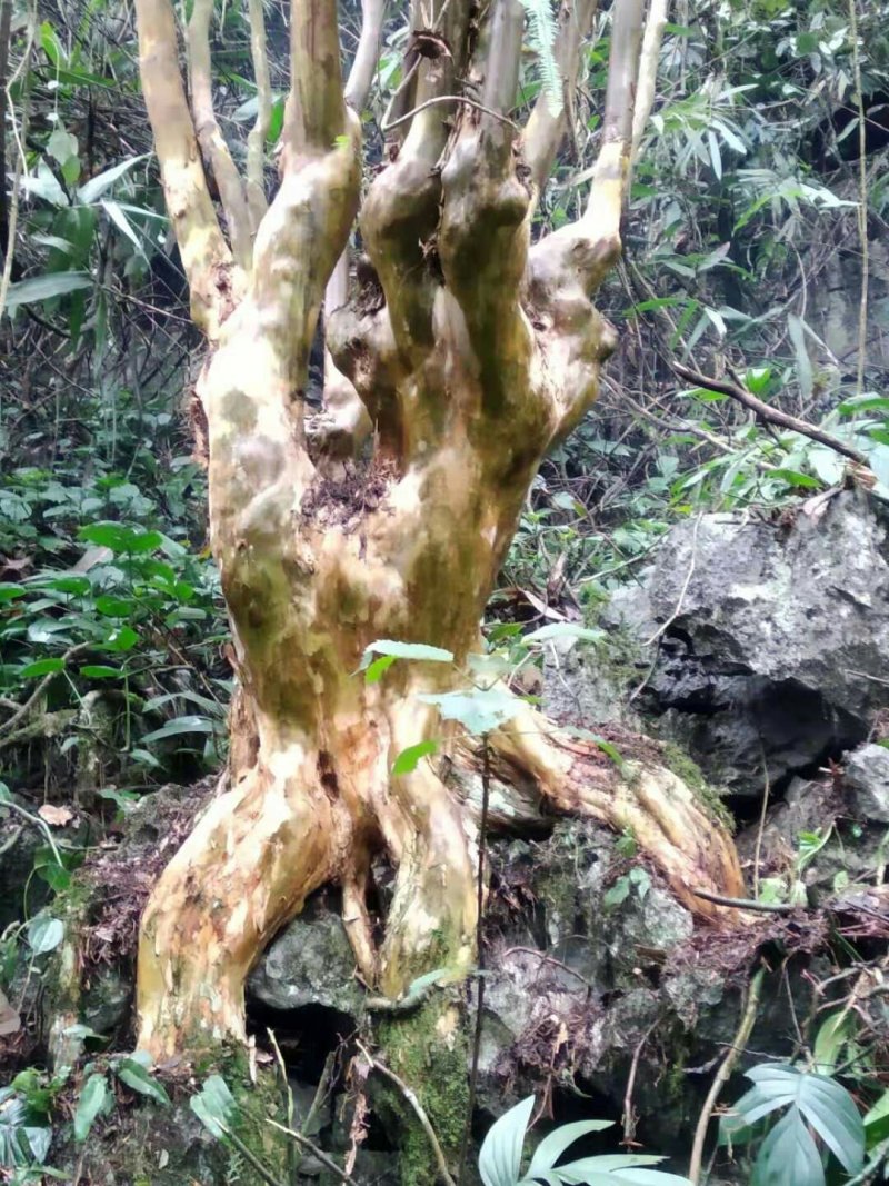 紫薇装桩，天然形状。