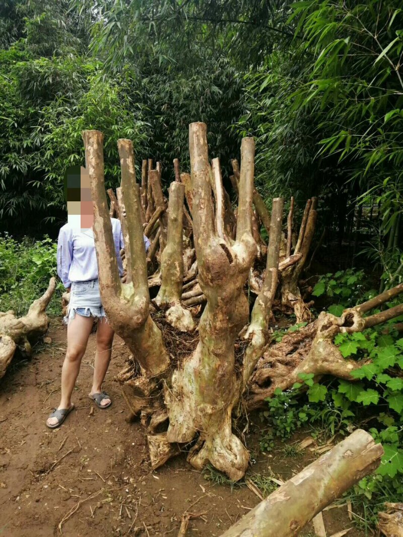 紫薇装桩，天然形状。