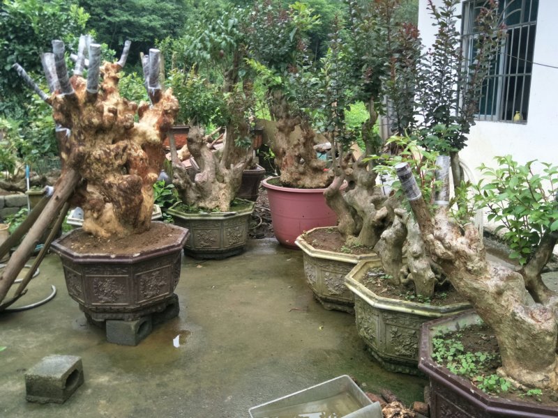 紫薇装桩，天然形状。