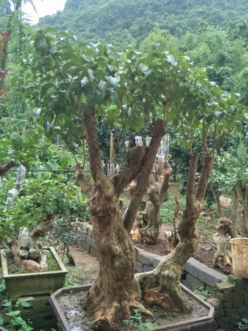 紫薇装桩，天然形状。