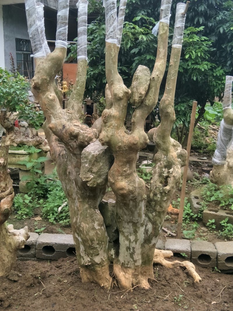 紫薇装桩，天然形状。