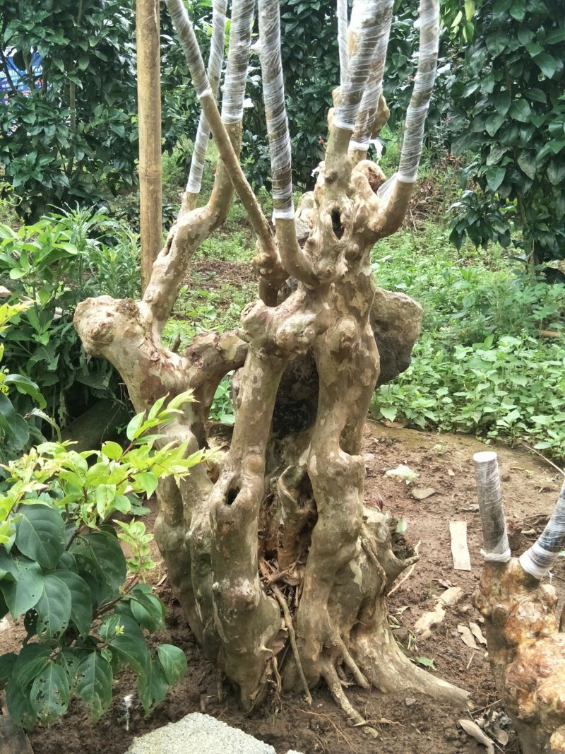 紫薇装桩，天然形状。