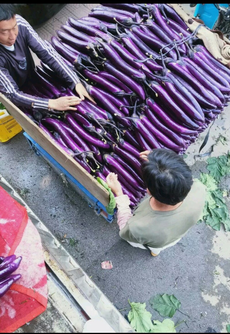 茄子需要的老板来联系我