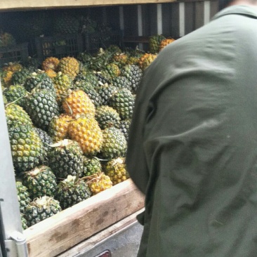 潮州菠萝